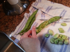 First step: remove the fava beans from the outer shell.